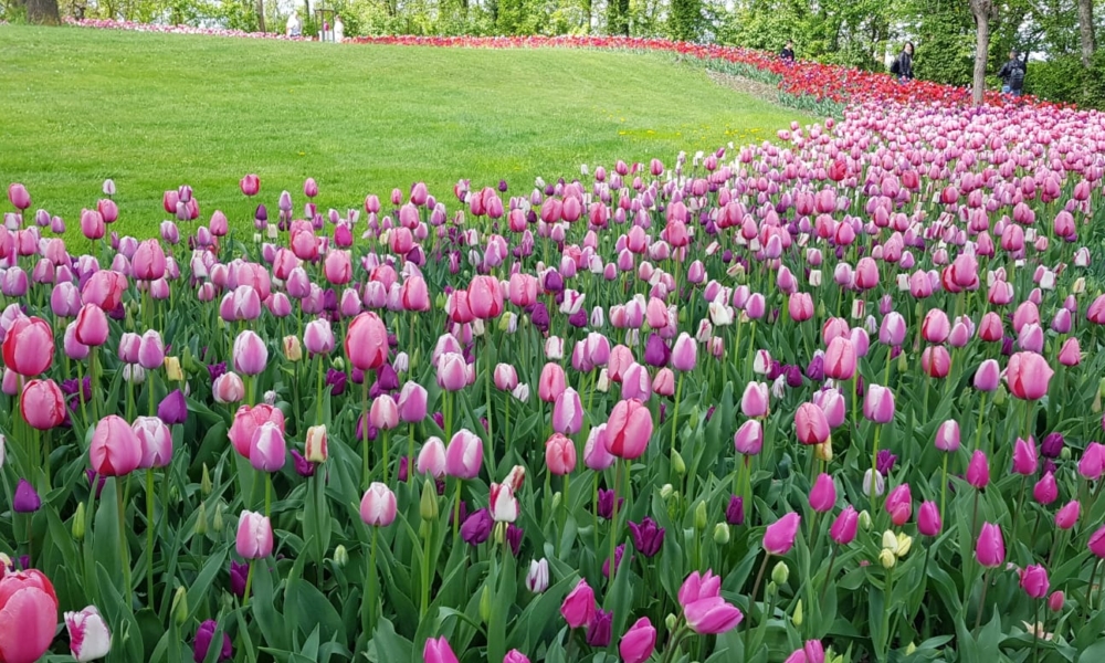 UNA GIORNATA AL CASTELLO DI PRALORMO CIRCONDATI DAI TULIPANI