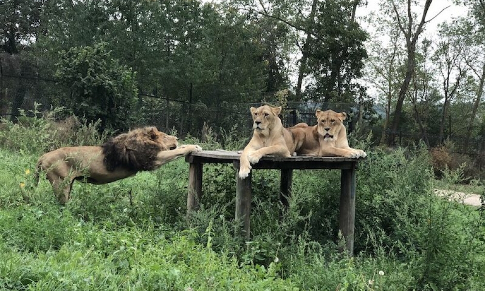 CERCHI UN PARCO DIVERTIMENTI PER FAMIGLIE IN PIEMONTE? PROVA IL PARCO SAFARI DELLE LANGHE