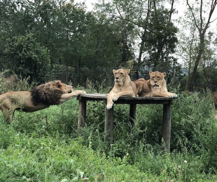 CERCHI UN PARCO DIVERTIMENTI PER FAMIGLIE IN PIEMONTE? PROVA IL PARCO SAFARI DELLE LANGHE