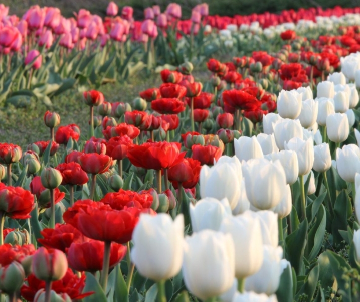 TULIPARTY – IL PRIMO TULIPS U-PICK PARK DEL PIEMONTE